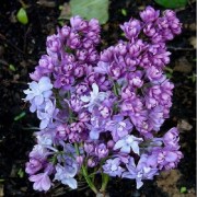Syringa vulgaris Nadeshda / Kék orgona